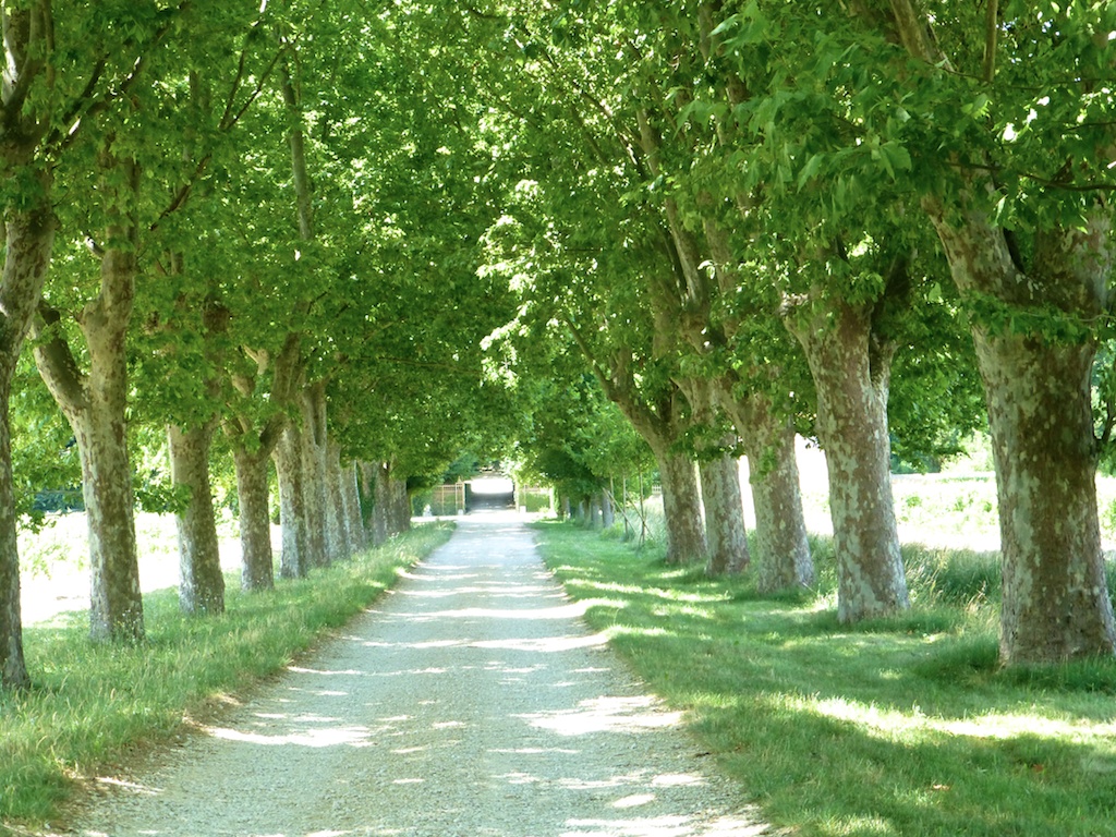 Avenue of trees in Lourmarin Provence France