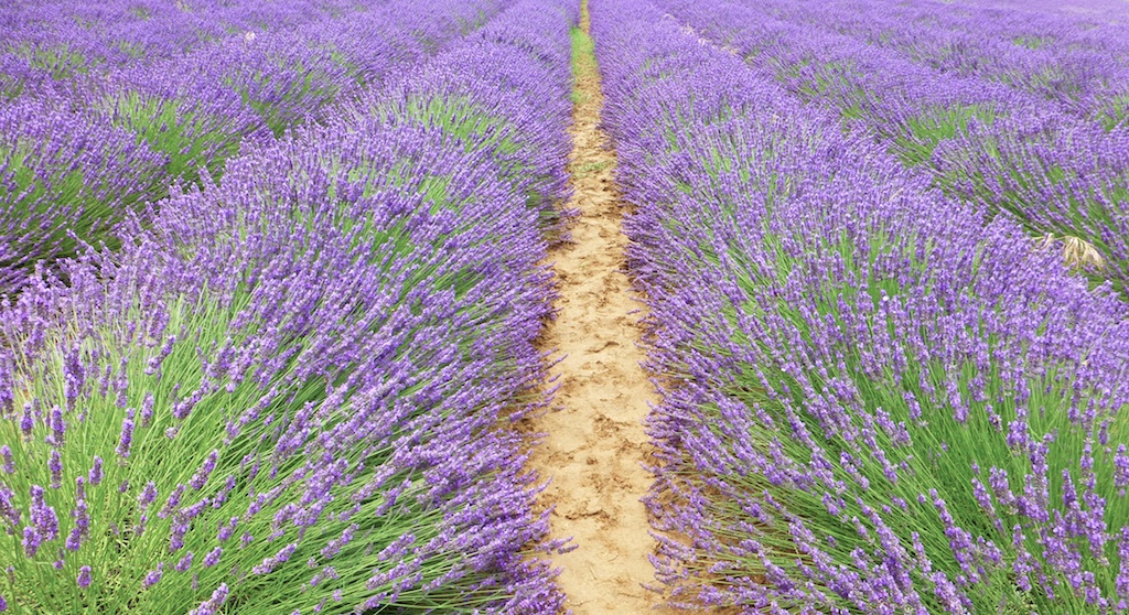 Bonnieux Lavender, Luberon Valley, Provence, France