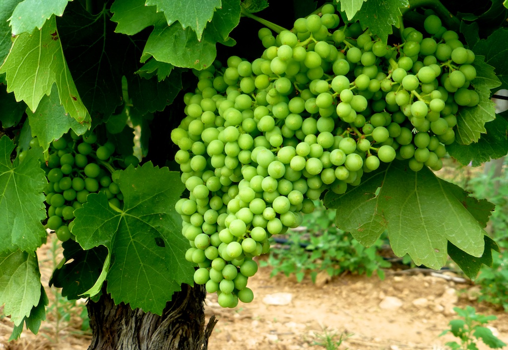 Vines at Aquaduc D'Uzes, Uzes, Languedoc Rousillon, France