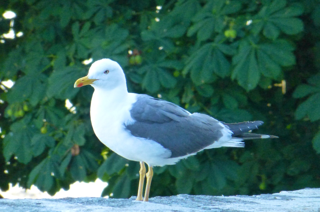 Seagull at, Mont Saint Michel, France