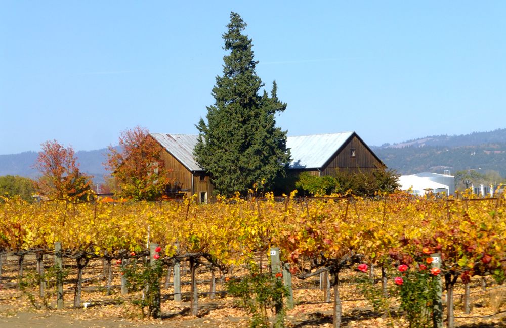 Californian, Napa Valley Winery in Autumn