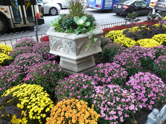 Autumnal flower beds in Chicago