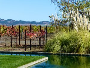 Vineyards by the pond at Cornerstone, Sonoma Valley, California