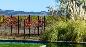 Vineyards by the pond at Cornerstone, Sonoma Valley, California