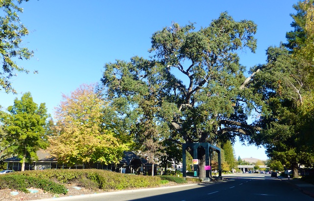 The Danville Oak Tree, Danville CA, USA