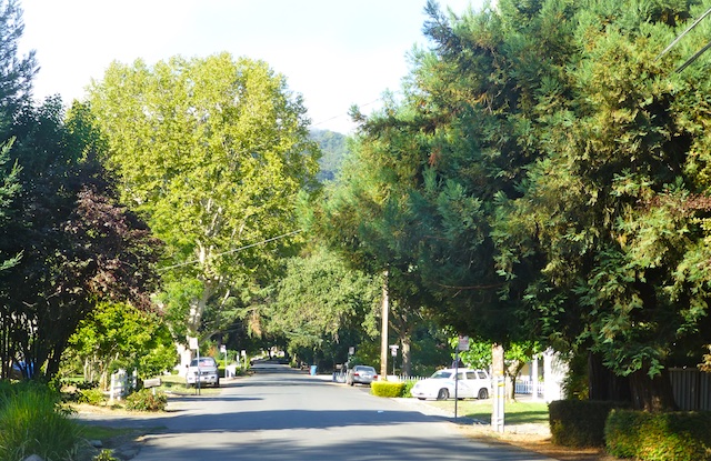 Leafy lanes of Danville, California, USA