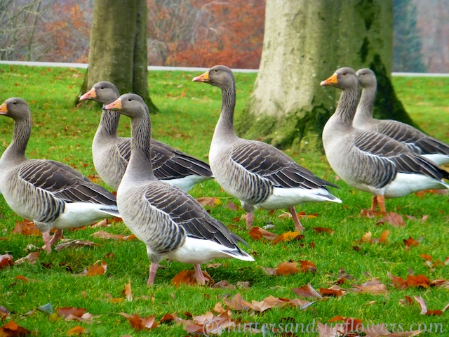 Geese at Blenheim Palace, Woodstock, England