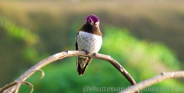 Californian humming bird