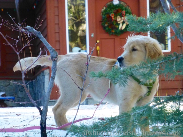 Golden retriever puppy at Lake Tahoe, California