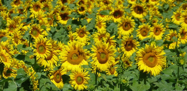 Sunflowers of Provence