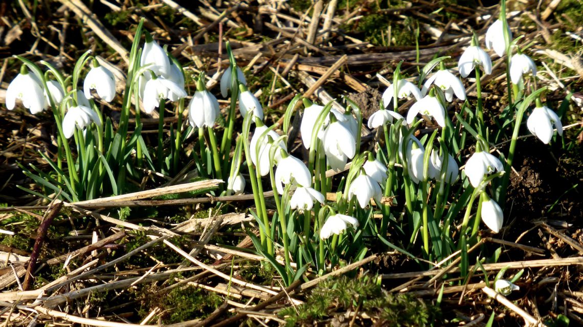 Snowdrops in England