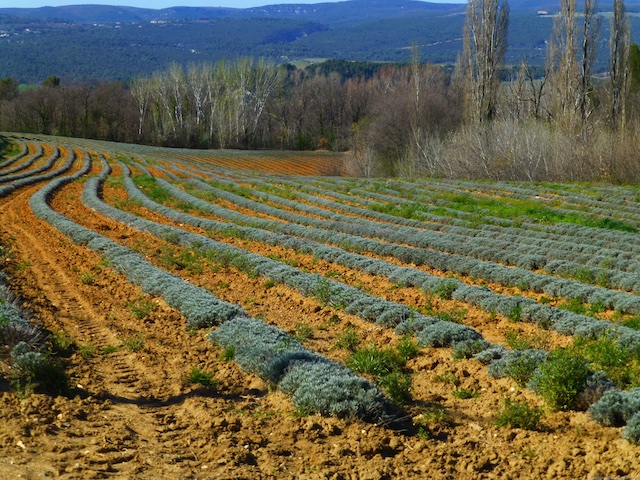 ploughed lavender fields of Provence