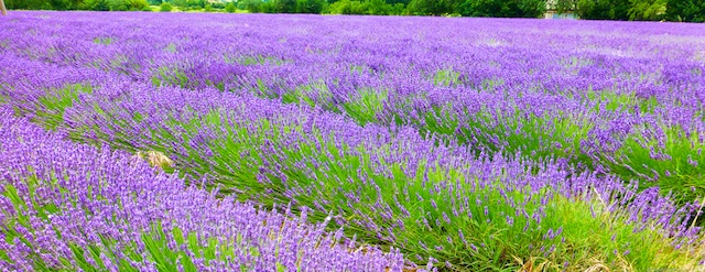 L'Occitane Factory, Manosque, Provence, France