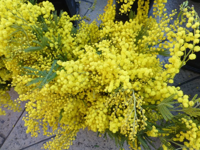 Mimosa for sale in the market of Aix-en-Provence