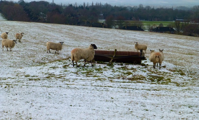 Sheep in a Ewelme field, Oxfordshire, England