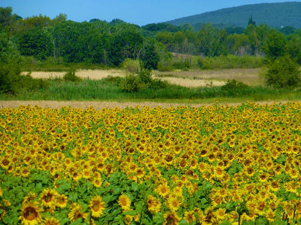 Sunflowers of Provence