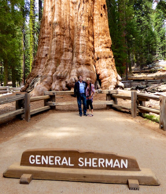 At the foot of General Sherman, Sequoia National Park, California, USA