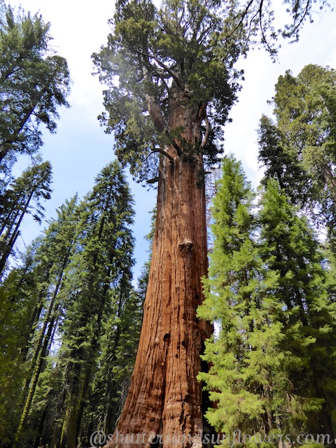 General Sherman, Sequoia National Park California, USA
