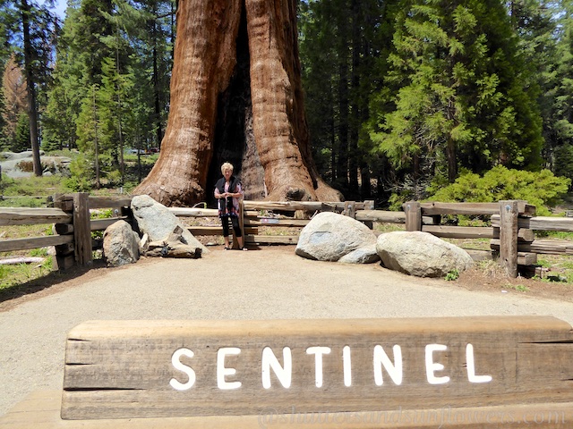 At the foot of the Sentinel Sequoia tree,Sequoia National Park, California, USA 