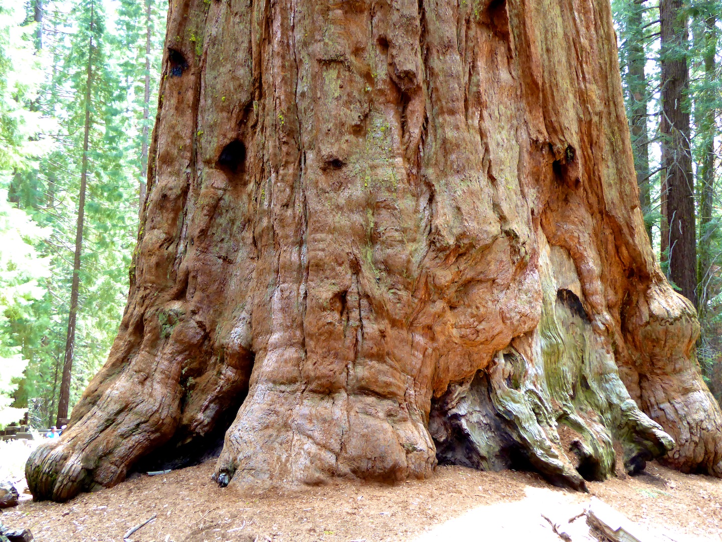 The foot of General Sherman in Sequoia National ParK, California, USA