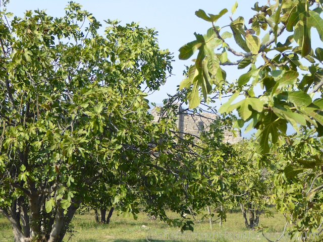 Fig trees at Magnesia, Turkey
