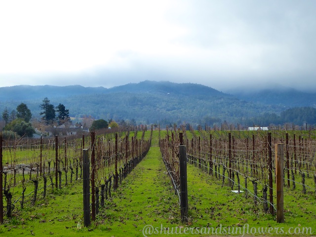 Napa Valley vines near St Helena, California