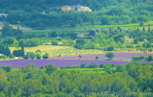 Travel tips for visiting the lavender fields of Provence