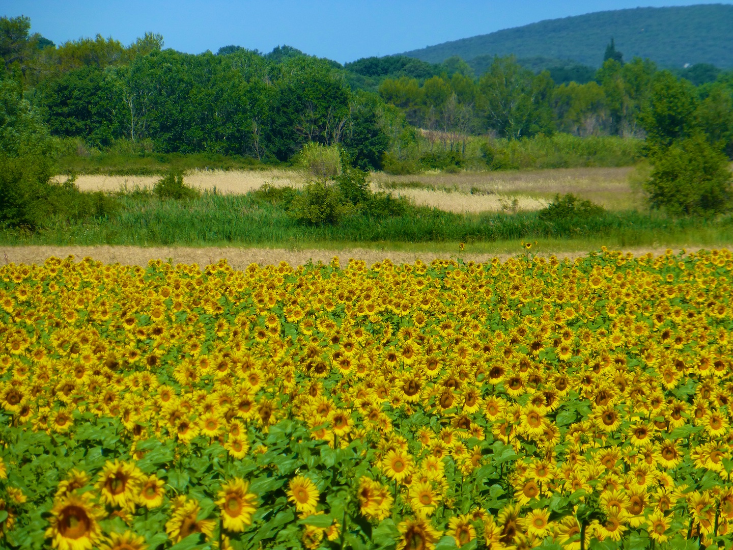 Sunflowers of Provence, France