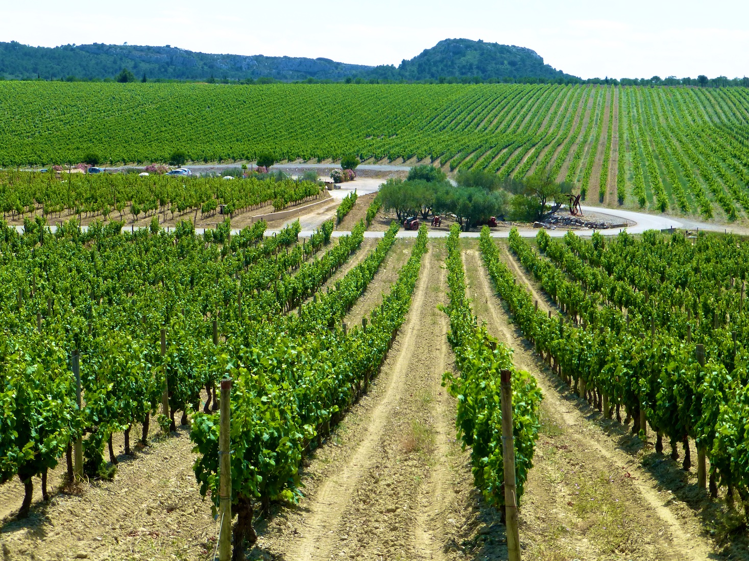 Vineyard near Uzes in Languedoc Roussillon