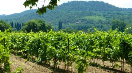 Vineyards of Provence, France