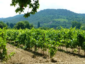 Vineyards of Provence, France
