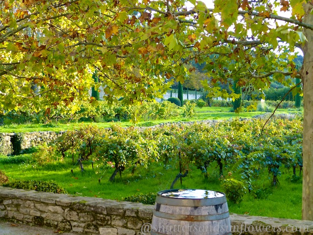Château la Canorgue, Luberon wine, Luberon vineyard, Luberon Valley, Vaulcuse, Provence, France