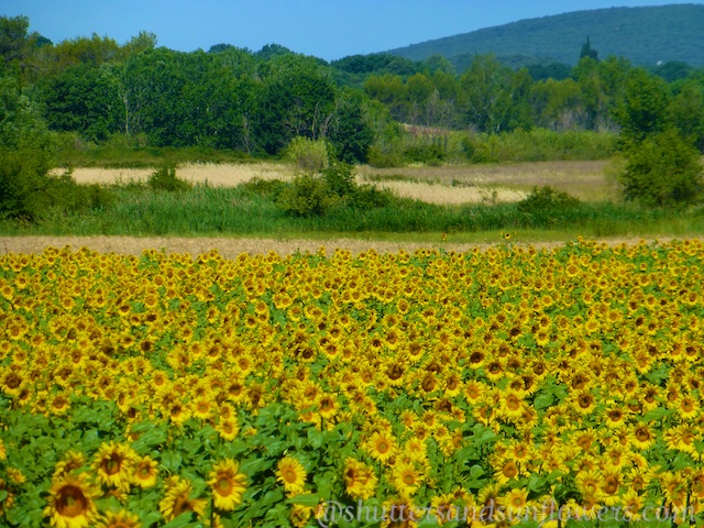 Sunflower fields of Provence