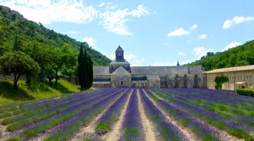 Plan your stay in Lourmarin visit L'Abbaye Notre-Dame de Sénanque, Gordes, Luberon, Provence