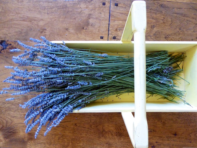 Lavender Basket from a Californian Garden