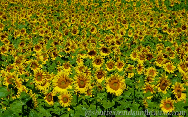 Californian fields of Sunflowers