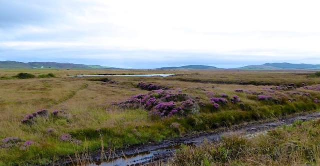Islay moors and heather
