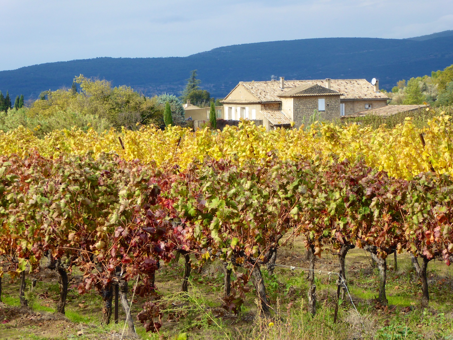 Luberon vineyards by Ménerbes in Autumn