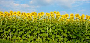 Shutters and Sunflowers of Provence