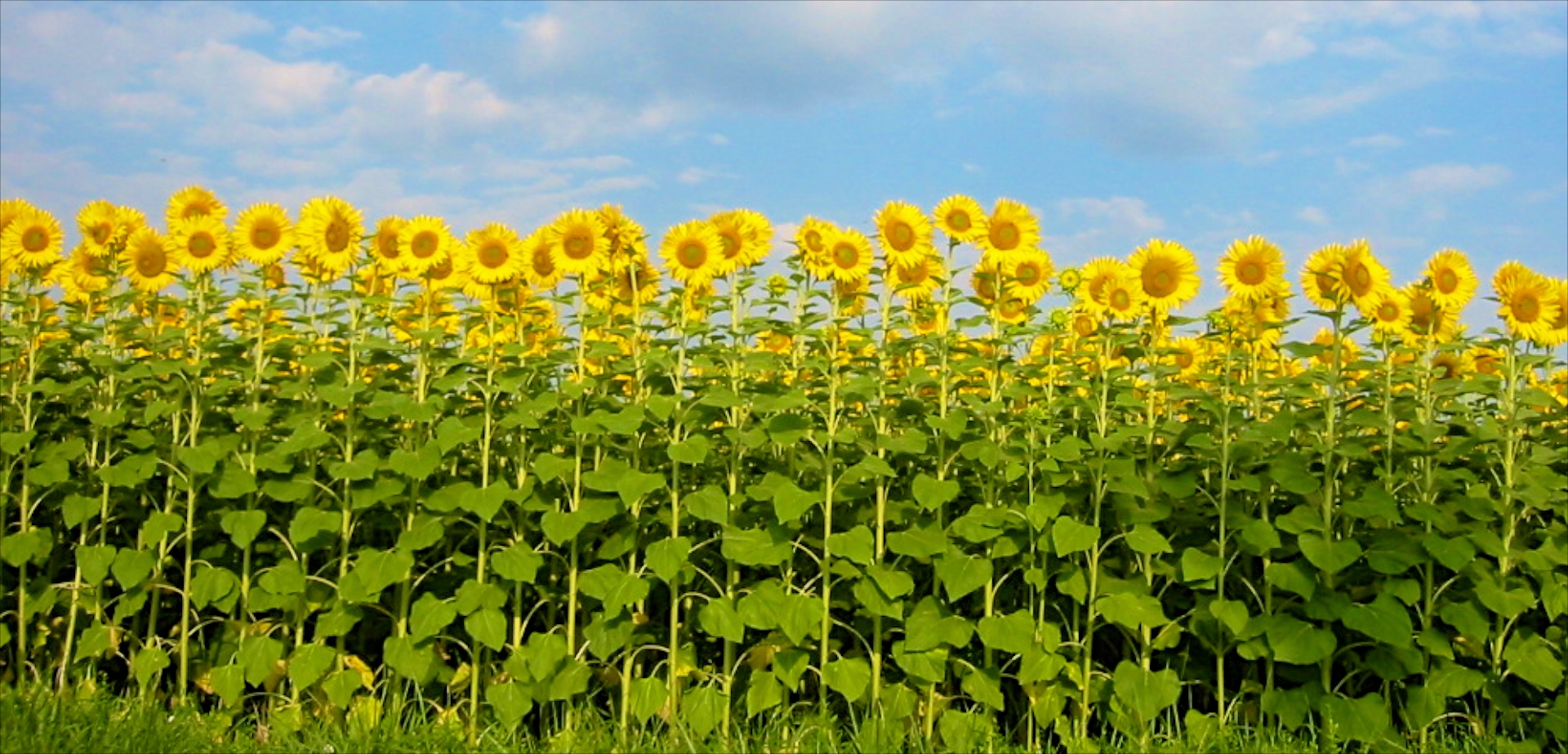 Shutters and Sunflowers of Provence