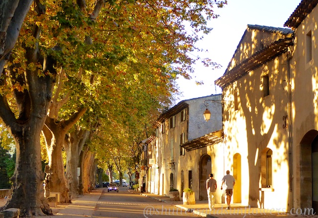A golden avenue of trees in Lourmarin, Luberon, Provence