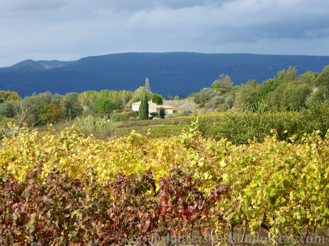 Vineyards near Ménerbes, Luberon, Provence, France