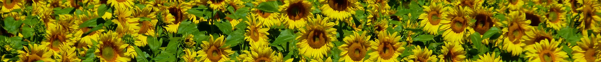 Shutters and Sunflowers