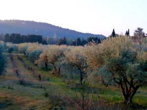 Olive trees of Lourmarin at first light, Luberon, Provence