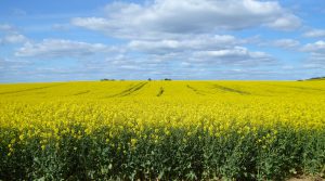England in spring, fields of rape near Goring, England