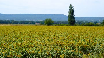 The Sunflower Field World War II Novel set in Provence