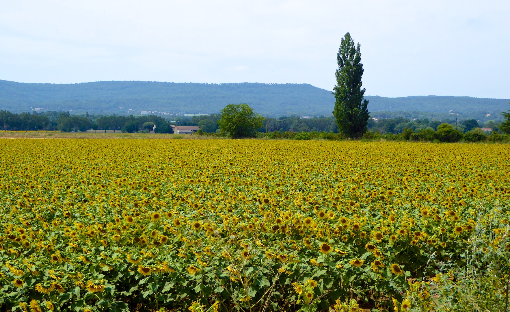 The Sunflower Field World War II Novel set in Provence