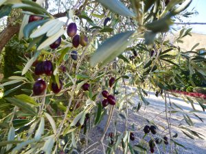 Olives from Château Val Joanis, Pertuis, Luberon, Provence, France
