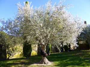 Olive trees at Château Val Joanis, Pertuis, Luberon, Provence, France