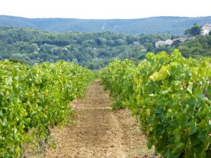Vineyards of the Luberon near Menerbes, Luberon, Vaucluse, Provence, France
